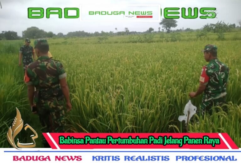 Babinsa Pantau Pertumbuhan Padi Jelang Panen Raya