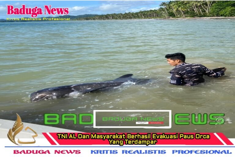 TNI AL dan Masyarakat Berhasil Evakuasi Paus Orca yang Terdampar