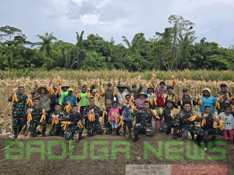 Panen Jagung Penuh Kebersamaan, Satgas Yonif 131/Brajasakti dan Warga Sambut Hasil Jerih Payah Bersama